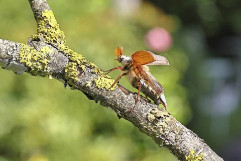 May beetle, wood cockchafer (Melolontha hippocastani), male with spread wings, on a branch covered