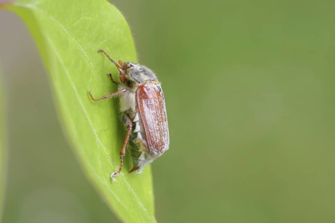 May beetle, wood cockchafer (Melolontha hippocastani), female, on a leaf, close-up, Wilnsdorf,