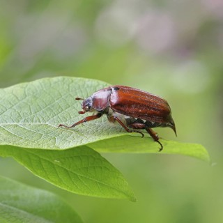 May beetle, wood cockchafer (Melolontha hippocastani), female, on leaf of a willow (Salix caprea),