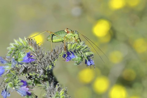 Steppe saddle grasshopper, steppe saddle grasshopper (Ephippiger ephippiger), male, on Viper's