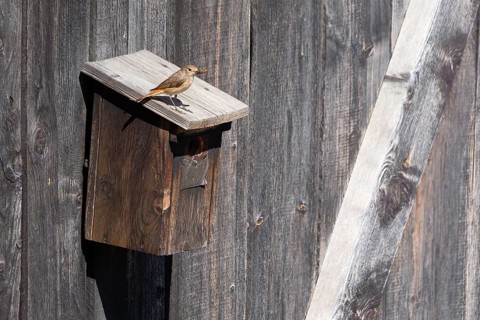 A redstart (Phoenicurus phoenicurus) female sits on a birdhouse and has insects in her beak, animal