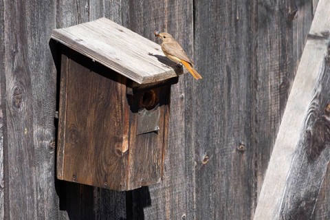 A redstart (Phoenicurus phoenicurus) female stands on a birdhouse and has insects in her beak,