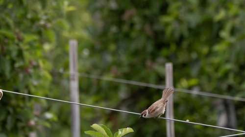 A tree sparrow or tree sparrow (Passer montanus) sitting on a wire in an apple orchard and leaning