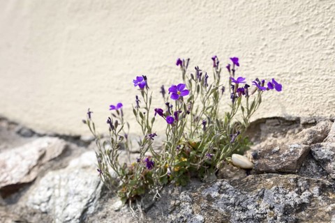 Blue cushion (Aubrieta) as a wallflower in bloom at the base of the town church in Nossen, Saxony,