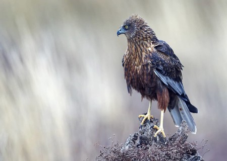 Young male marsh harrier (Circus aeruginosus) on a dead tree stump, Castilla-LaMancha, Spain