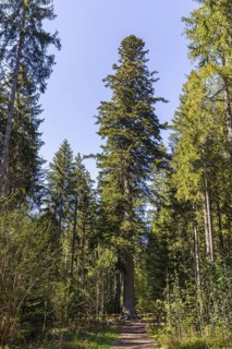 Grandfather fir, one of the mightiest firs in Germany, one of the approximately 300-year-old