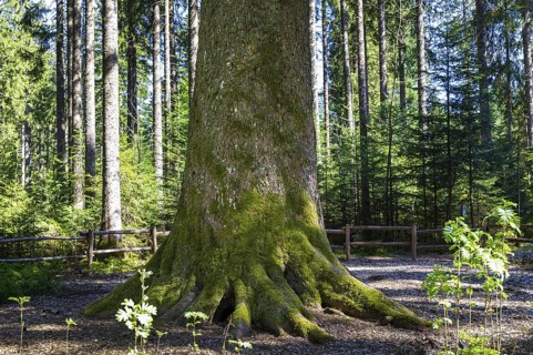 Tree trunk of the grandfather fir, one of the mightiest firs in Germany, one of the approximately