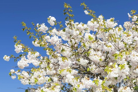 Japanese ornamental cherry (Prunus serrulata) in flower, Germany
