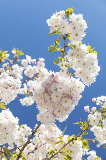 Japanese ornamental cherry (Prunus serrulata) in flower, Germany
