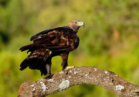 Golden eagle (Aquila chrysaetos) on a thick branch, Andalusia, Spain