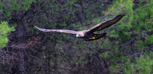 Golden eagle (Aquila chrysaetos) in flightAndalusia, Spain
