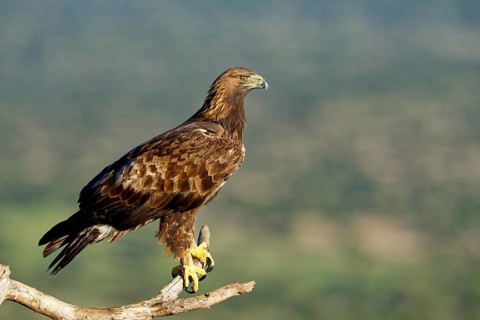 Golden eagle (Aquila chrysaetos) on a branch, Andalusia, Spain
