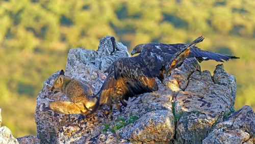 Golden eagle (Aquila chrysaetos) chases away a red fox fighting for food in the early morning