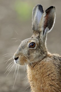 Portrait in young maize... European hare (Lepus europaeus), adult, close-up, head portrait,