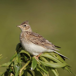 Bird of the open fields... Skylark (Alauda arvensis), in many places endangered, formerly common