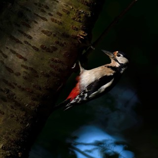 In the dark forest... Great spotted woodpecker (Dendrocopos major), adult bird, in the light spot
