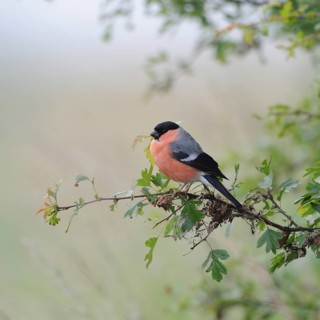 Rose-red... Bullfinch, also known as bullfinch (Pyrrhula pyrrhula) because of its chimney-red