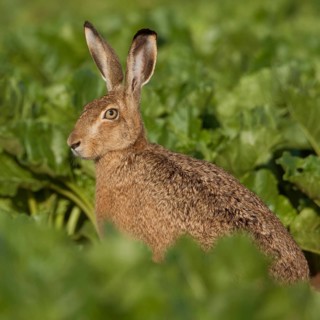 Between turnips... European hare (Lepus europaeus) sitting in a beet field in the warm morning
