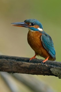 Kingfisher (Alcedo atthis), female adult bird, in natural environment, slightly open beak and