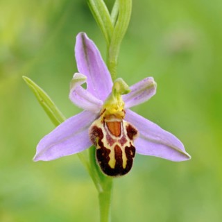 Orchid of the year 1995... Bee orchid (Ophrys apifera), close-up of inflorescence, conspicuous wild