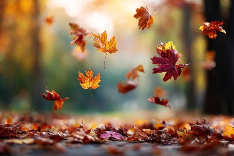 Colorful autumn leaves hanging in the air and falling to the ground. Red and orange autumn foliage,