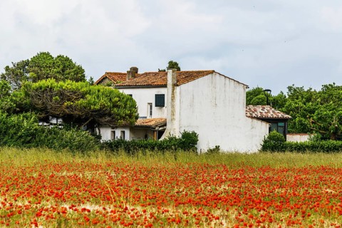 Red poppies in the cereal field, France