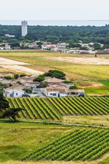 Fields ang Grape plantations from a drone, Saint-Clement-des-Baleines, Atlantic, France