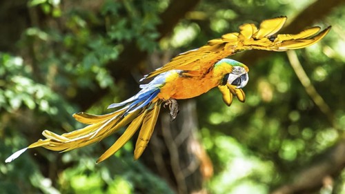 Blue-and-yellow macaw, Ara ararauna, bird in flight