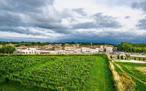 Grape field in Blaye, Blaye, Gironde Estuary, France