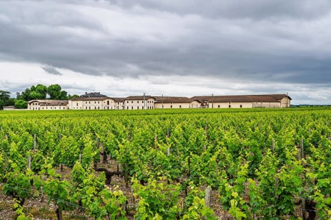 Vineyard of Chateau d'Armailhac Vineyard and grape fields around Pauillac and Gironde Estuary,