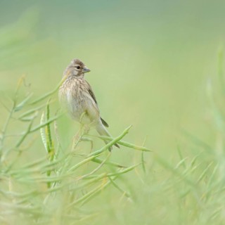 In ripe oilseed rape... Common linnet (Carduelis cannabina), female in soft light between rapeseed