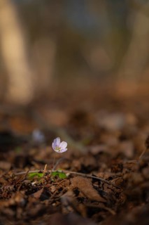 Nature photograph of wood sorrel (Oxalis acetosella) in spring, nature photo, flora, plant, flower,