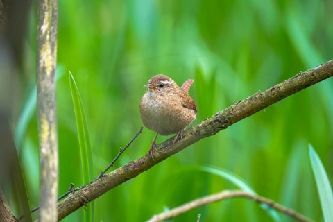 A wren (Troglodytes troglodytes) sitting on a branch, animal photo, bird, bird species, nature
