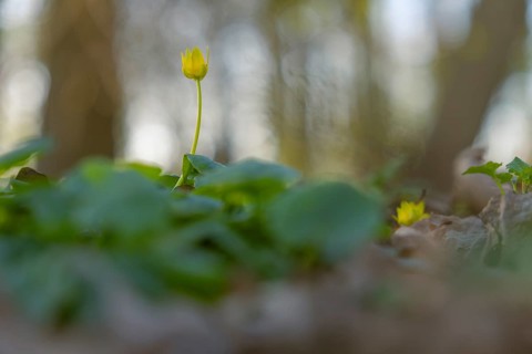 Nature photograph of lesser celandine (Ficaria verna) in spring, nature photo, flora, plant,