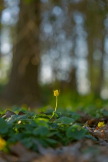 Nature photograph of lesser celandine (Ficaria verna) in spring, nature photo, flora, plant,