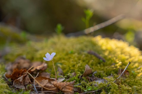 Nature photograph of wood sorrel (Oxalis acetosella) in spring, nature photo, flora, plant, flower,