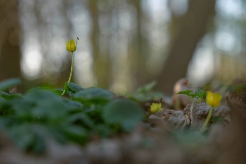 Nature photograph of lesser celandine (Ficaria verna) with an insect sitting on it in spring,
