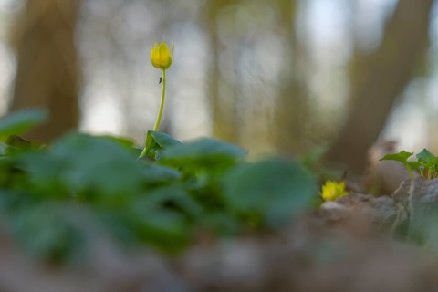 Nature photograph of lesser celandine (Ficaria verna) with an insect sitting on the stem in spring,