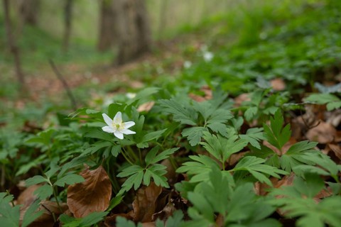 Nature photograph of wood anemone (Anemone nemorosa) in spring, nature photo, flora, plant, flower,