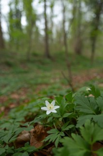 Nature photograph of wood anemone (Anemone nemorosa) in spring, nature photo, flora, plant, flower,