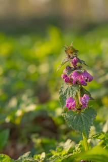 Nature photograph of the Spotted deadnettle (Lamium maculatum) in spring, nature photo, flora,