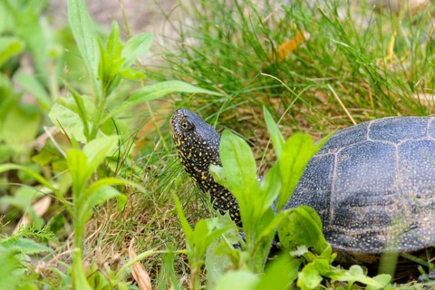 A European pond turtle (Emys orbicularis), makes its way through the green meadow next to the pond