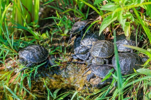 A group of young European pond turtles (Emys orbicularis) resting on the shore of a pond