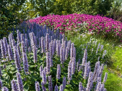 Scented nettle, aniseed-scented nettle, aniseed hyssop, aniseed giant hyssop (Agastache foeniculum)