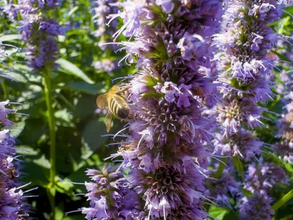 Honey bee (Apis) sitting on scented nettle, aniseed scented nettle, aniseed hyssop, aniseed giant