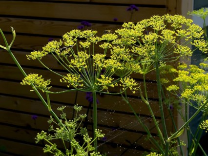 Dill, devil's dill, cucumber herb, dill fennel, dill weed (Anethum graveolens)