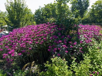 Golden balm, Indian nettle, scarlet monard (Monarda didyma)
