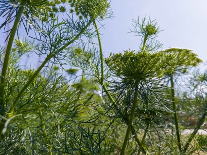 Bishop's weed, lesser carrot, toothpick carrot, toothpick herb, toothpick ammei (Visnaga