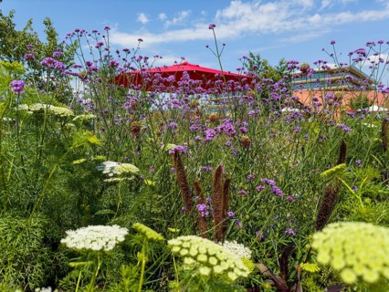 Purpletop vervain, Argentine verbena (Verbena bonariensis) and Haller's laserwort, rough-haired
