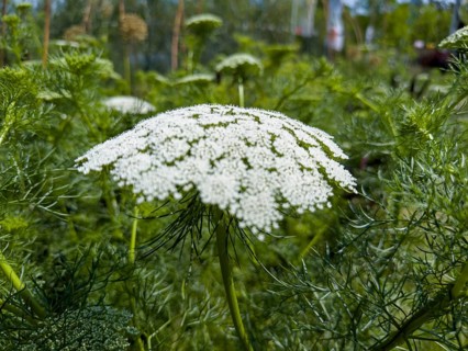 Bishop's weed, small cartilaginous carrot, toothpick cartilaginous carrot, toothpick herb,